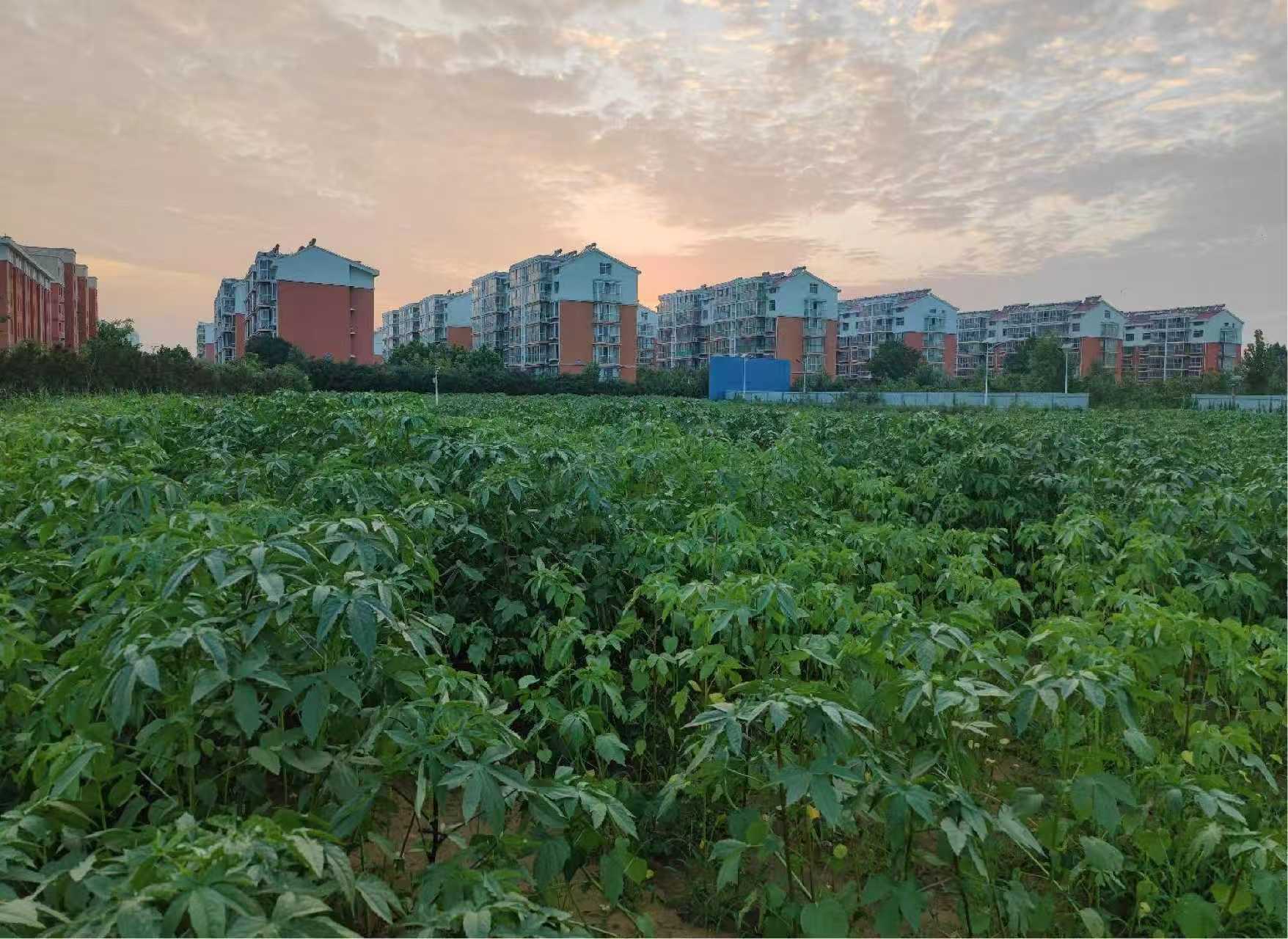 现代农业科技设备与自动化农业系统，无人机监控和智能传感器在绿色田野环境中，蓝天背景